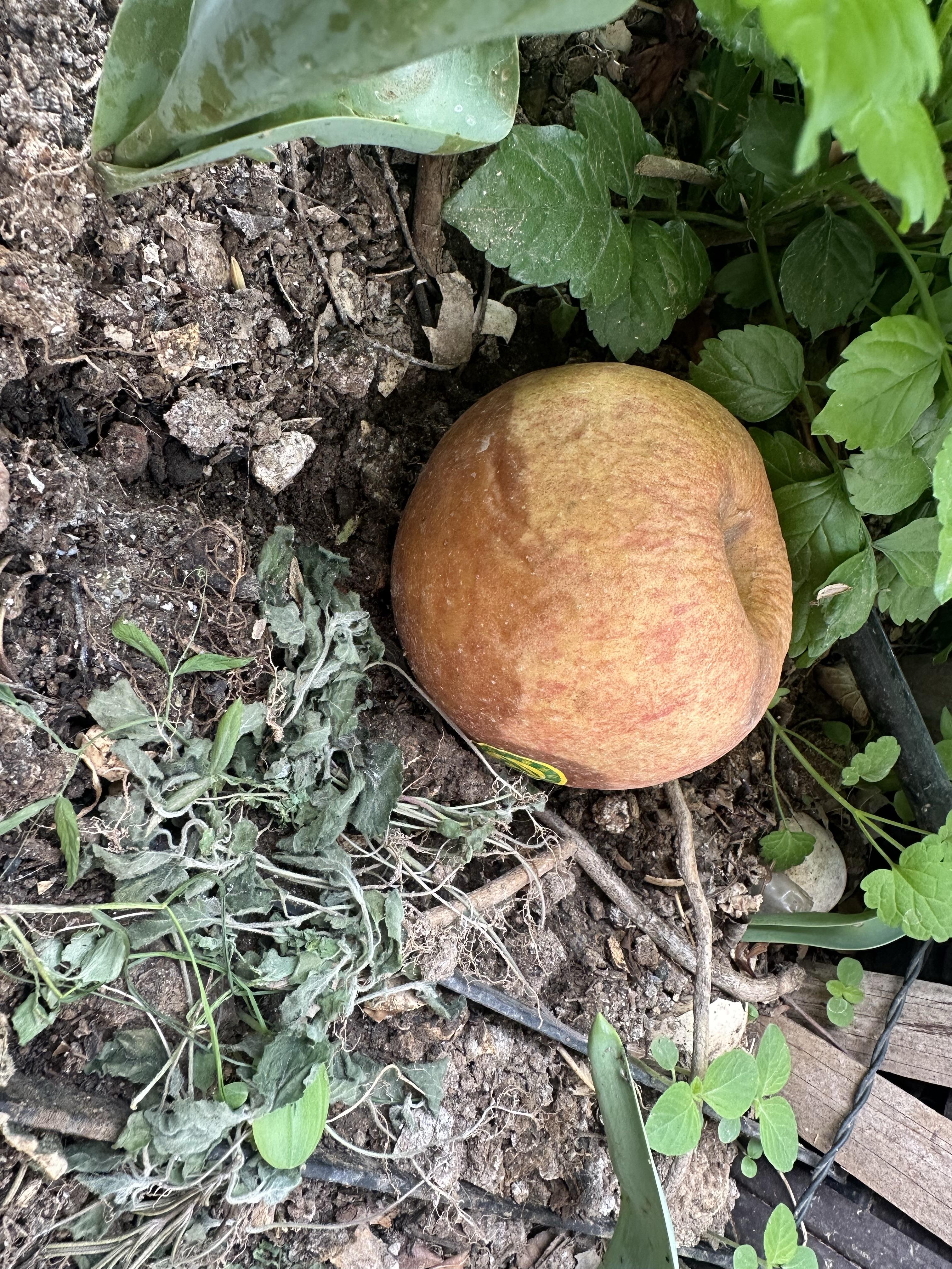 日语版的坏苹果(坏苹果中文版填词翻唱)-第6张图片-有道翻译官网