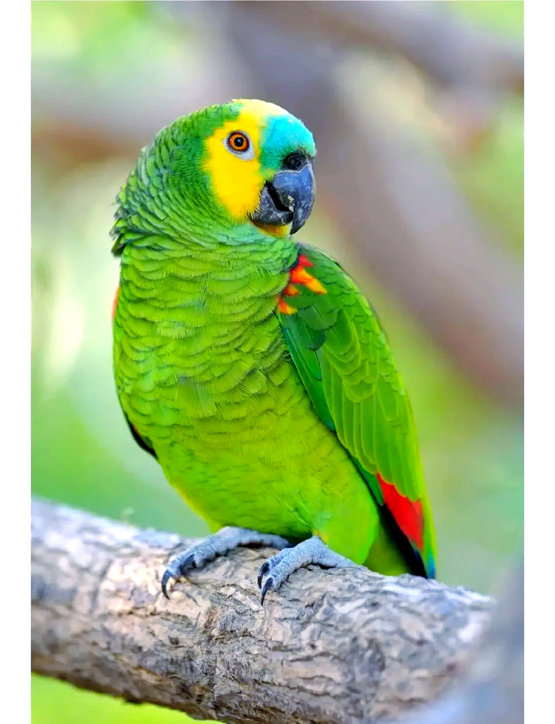 手机铃声苹果鹦鹉版(手机铃声苹果鹦鹉版下载安装)