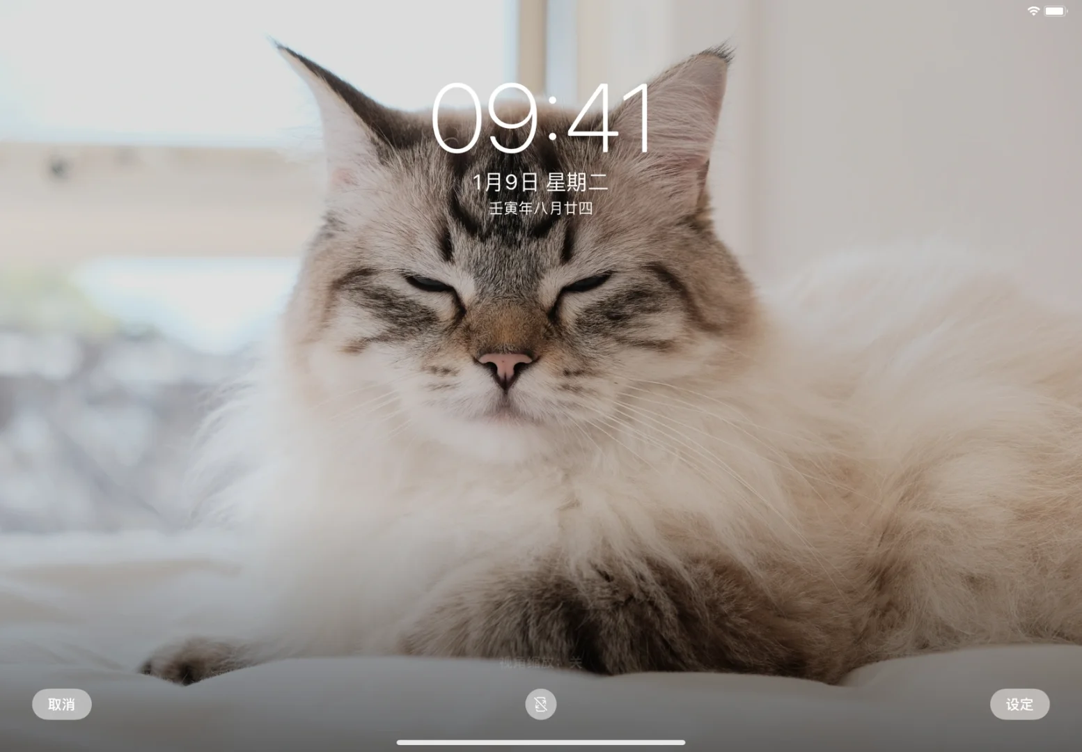 苹果壁纸ipad版猫(苹果手机壁纸猫的动态壁纸)